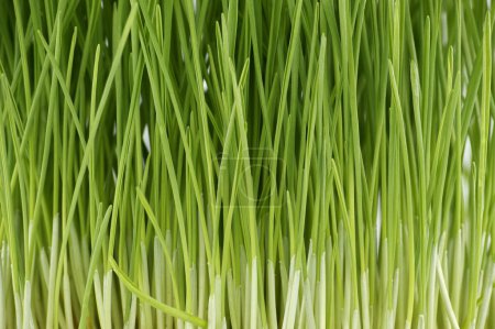 Frische grüne Weizengrashalme in Nahaufnahme vor weißem Hintergrund