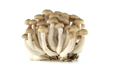 Braune Buchenpilze isoliert weißen Hintergrund, Shimeji (Hypsizygus tessellatus) Pilze
