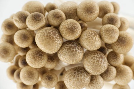Group of Shimeji mushrooms in various shades of brown, beech mushrooms (Hypsizygus tessellatus)