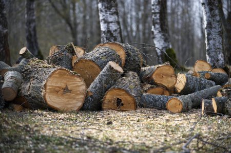 Importante cantidad de troncos recién cortados apilados en un bosque limpiando variedad de troncos de árboles de diferentes tamaños y algunos árboles restantes de varias alturas y formas, contribuyendo a la atmósfera sombría