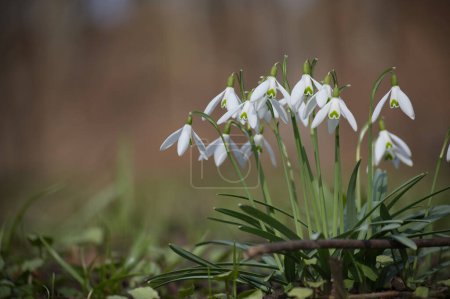 Small group of snowdrops blooming amidst greenery the white petals and slender green leaves of the snowdrops cluster closely together, displaying a fresh and vibrant appearance indicative of spring