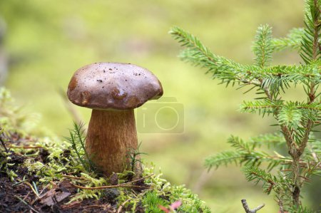 Close up of a Boletus pinophilus mushroom growing on top of moss in an outdoor setting
