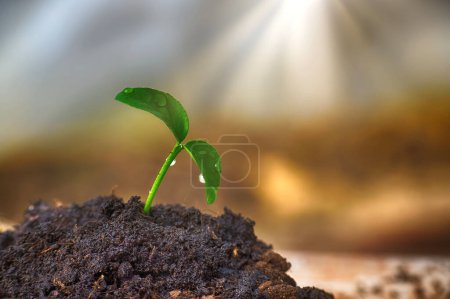 Small green seedling with vibrant green leaves growing from the rich, moist soil, droplet of water on the tips of the leaves, capturing the essence of freshness