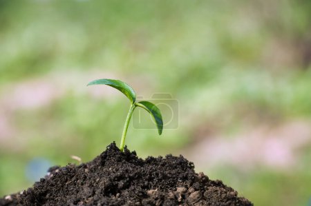 Small green seedling growing within rich soil, soft focus in the background, concepts of new beginnings and vitality