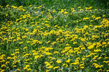Wiese wimmelt von gelben Löwenzahn inmitten von grünem Gras, schafft eine lebendige Landschaft aus Gelb und Grün, die sich in die Ferne erstreckt