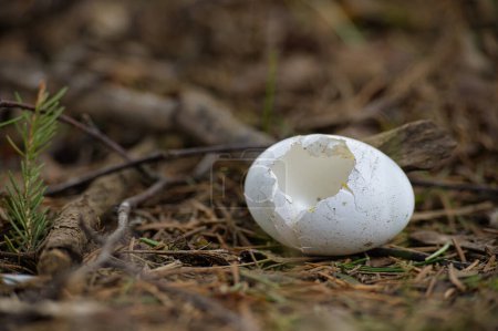 Cáscara de huevo blanca con daños notables y un agujero visible se encuentra en el suelo de un bosque entre agujas de pino y trozos de ramas