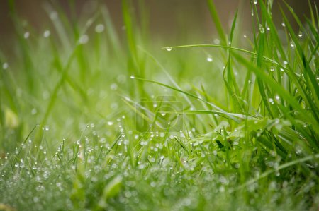 Photo for Vibrant green field of grass covered in glistening water droplets, background is out of focus, contributing to a vitality and tranquil atmosphere - Royalty Free Image