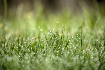 Foto de Vista de cerca de un campo verde vibrante de hierba cubierta de gotas de agua relucientes, el fondo está fuera de foco, lo que contribuye a una atmósfera tranquila - Imagen libre de derechos
