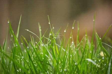 Close up view of a vibrant green field of grass covered in glistening water droplets, background is out of focus, contributing to a tranquil atmosphere