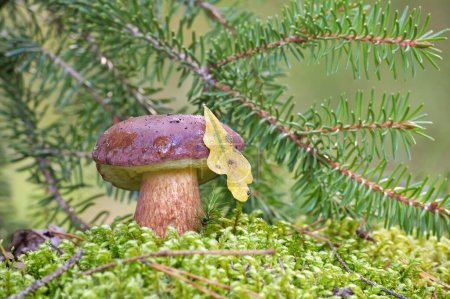 Low angle view of a Boletus Pinophilus or Pine Bolete mushroom growing on lush green moss in a forest