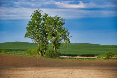 Paysage rural avec une vaste pente douce couverte d'herbe verte, deux arbres proéminents se détachent