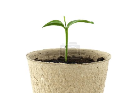 Small green seedling sprouting from dark brown soil contained within a round, light brown biodegradable pot isolated on white background
