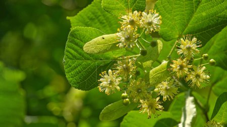 Linden tree branch adorned with small yellow flowers and surrounded by large green leaves, linden flowers exhibit varying stages of bloom with some petals open and others yet to unfurl