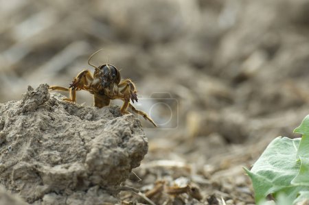 European mole cricket (Gryllotalpa gryllotalpa) in low angle view and blurred background