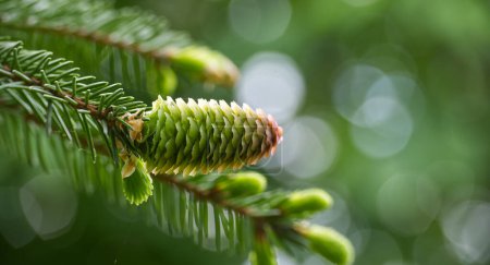 Close up of a green fir cone on a fir tree branch, young fir cone showing a green hue with hints of pink at its tips over blurred background with light spots