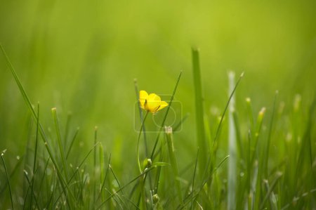 Alone yellow buttercup flower surrounded by a field of tall, vibrant green grass creating a stark contrast with the lush environment