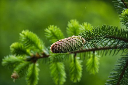 Close up of a green fir cone on a fir tree branch, young fir cone showing a green hue with hints of pink at its tips