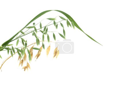 Oat plant branch with ready to harvest oats grains isolated on white background. Common oat or Avena sativa