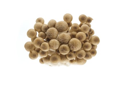 Cluster von braunen Buchenpilzen, auch bekannt als Shimeji Pilze isoliert weißen Hintergrund, (Hypsizygus tessellatus)