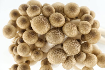 Buchenpilzgruppe in verschiedenen Brauntönen, auch als Shimeji-Pilze bekannt, Buchenpilze (Hypsizygus tessellatus))