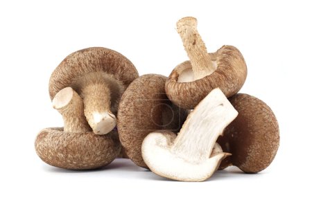 Rohe Shiitake-Pilze isoliert auf weißem Hintergrund, nahrhaft und medizinisch, Lentinula edodes