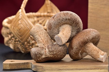 Rohe Shiitake-Pilze, die für ihre ernährungsphysiologischen und medizinischen Eigenschaften bekannt sind, ruhen auf einem Schneidebrett, Reformkost und pharmakologischen Eigenschaften, Lentinula edodes