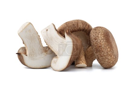 Frische Shiitake-Pilze, die für ihre gesundheitlichen Vorteile und pharmakologischen Eigenschaften bekannt sind, sind auf weißem Hintergrund isoliert