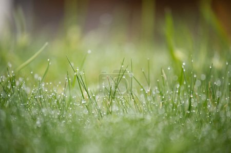 Foto de Campo verde vibrante de hierba cubierta de gotitas de agua relucientes, el fondo está fuera de foco, contribuyendo a una vitalidad y atmósfera tranquila - Imagen libre de derechos
