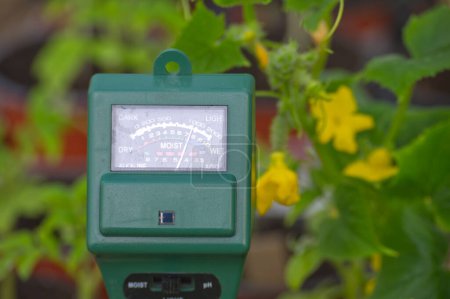Agricultural meter to measure the soil pH, light and moisture level of the soil among the blooming plants