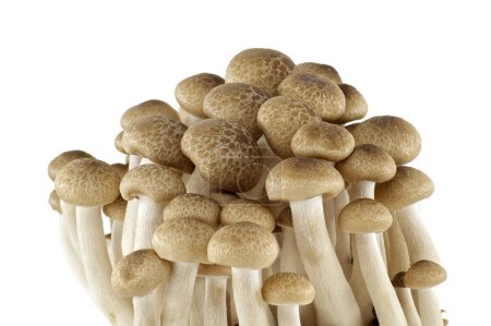 Shimeji-Pilze (Hypsizygus tessellatus) isoliert auf weißem Hintergrund, eine Art Speisepilz, der auf Buchen wächst