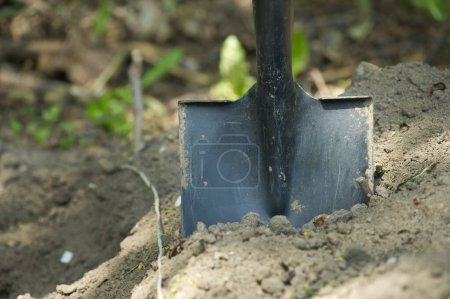 Téléchargez les photos : Pelle encastrée dans le sol dans un sol bien entretenu utilisé pour le jardinage - en image libre de droit