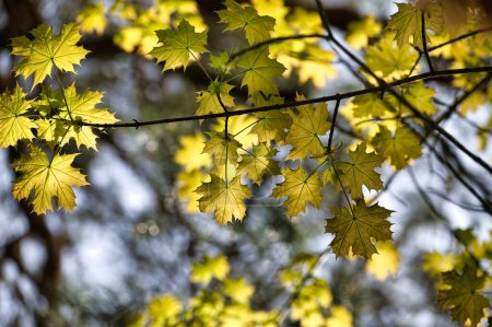 Baumzweig mit grün-gelben Blättern, die durch das durchscheinende Licht akzentuiert werden, vor einem sanft verschwommenen blauen Himmel