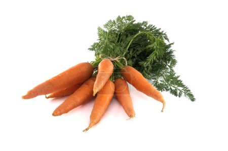 Bundle of fresh, orange carrots with green tops is neatly tied together using twine isolated on white background