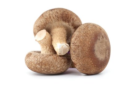 Raw shiitake mushrooms, known for their nutritional and medicinal properties, isolated on a white background, scientifically referred to as Lentinula edodes