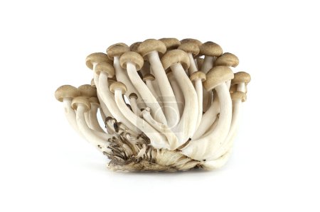 Champignons du hêtre (Hypsizygus tessellatus) isolés sur fond blanc, type de champignon comestible qui pousse sur les hêtres