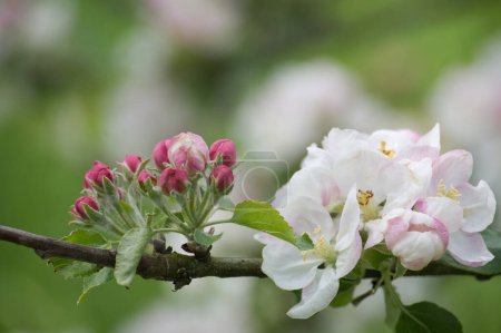 The image depicts a branch festooned with white flowers tinged with pink, indicative of a flowering apple tree. The blooms are at varying stages of development, with both buds and fully opened flowers