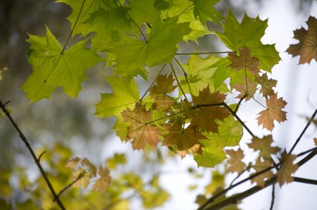 La branche d'arbre ornée de feuilles vertes et jaunes, mise en valeur par la lumière du soleil filtrant à travers, se distingue sur une toile de fond doucement floue de ciel bleu