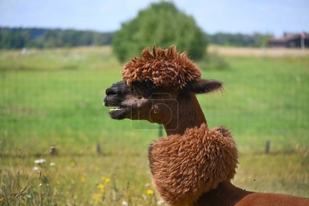 Brown alpaca with a thick, fluffy coat and a pronounced hairstyle stands in a green field