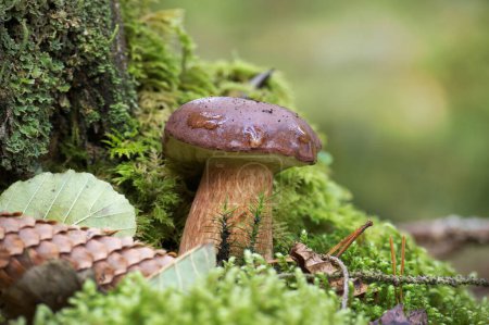 Wild Boletus pinophilus also known as the pine bolete or pinewood king bolete, surrounded by the vibrant green hues of moss and grass
