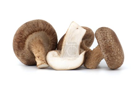 Frische Shiitake-Pilze isoliert auf weißem Hintergrund, gesunde Ernährung und pharmakologische Eigenschaften, Lentinula edodes