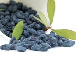 Borealis Honeyberry berries and twig with leaves and berries isolated on white background