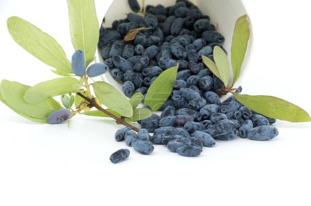 Blaue Geißblatt-Beeren und Zweig mit Blättern und Beeren isoliert auf weißem Hintergrund