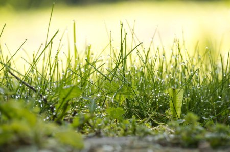 Vista de cerca de un campo verde vibrante de hierba cubierta de gotas de agua relucientes, el fondo está fuera de foco, lo que contribuye a una atmósfera tranquila