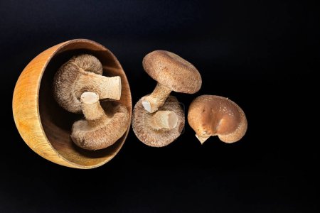 Holzschale vor schwarzem Hintergrund mit frischen Shiitake-Pilzen, Reformkost und pharmakologischen Eigenschaften, Lentinula edodes