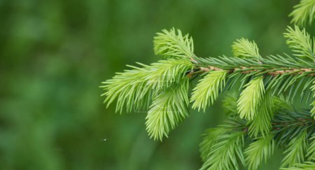 Nahaufnahme eines jungen grünen Kiefernzweiges mit frischen Nadeln, der natürliches Wachstum und lebendiges Grün zeigt.