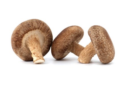 Les champignons shiitake frais, connus pour leurs bienfaits pour la santé et leurs propriétés pharmacologiques, sont isolés sur un fond blanc.