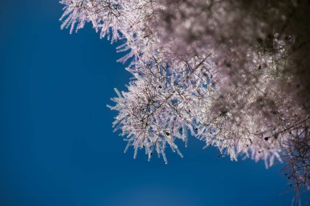 Detailed close-up of royal purple smoke bush plant branches against a clear blue sky