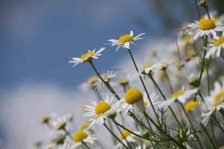 Close-up photograph of white daisies blooming against a vibrant blue sky, capturing the essence of spring and nature's beauty.