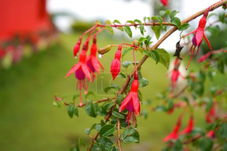 Téléchargez les photos : Fleur fraîche de cloche de Nema Fuchsia à Offbeat Mountain Village Lungchok - en image libre de droit