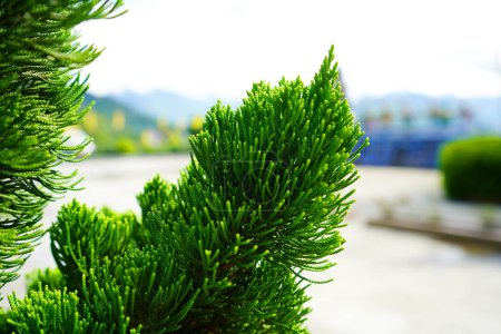 Téléchargez les photos : Genévrier chinois, Juniperus chinensis Plant - en image libre de droit